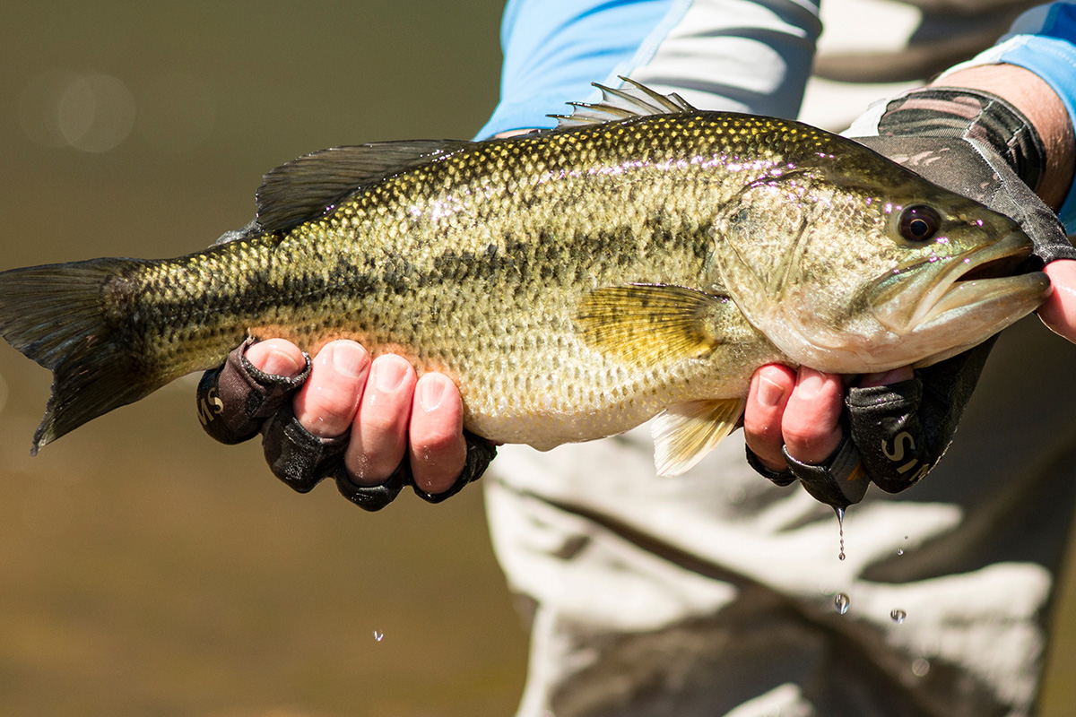 Fishing in Bull Shoals Lake 0