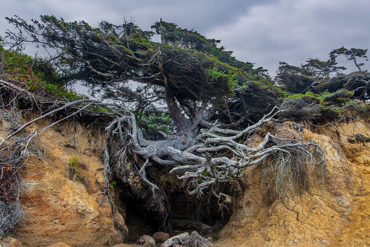 Olympic National Park Guide - Top Attractions & Tips 7