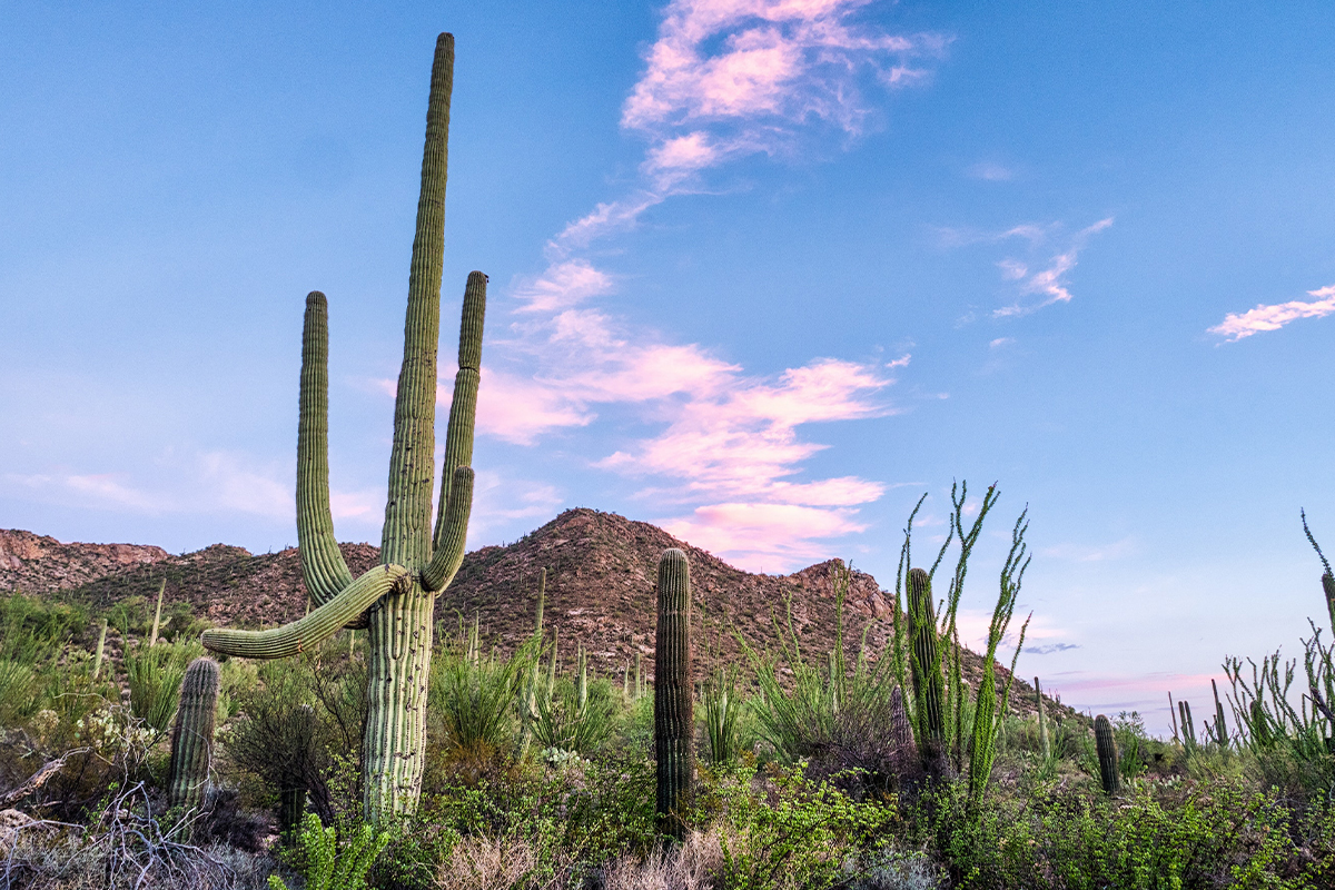 Saguaro National Park 1