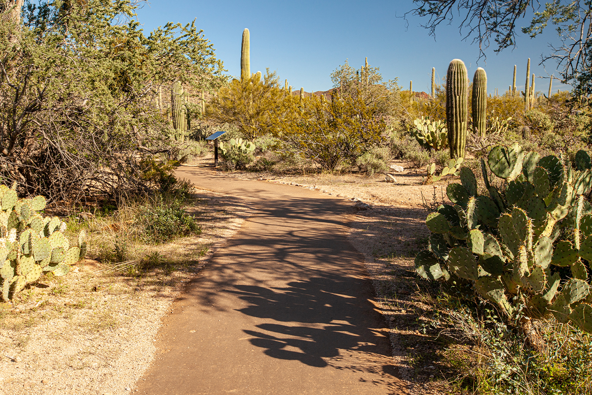 Saguaro National Park 5