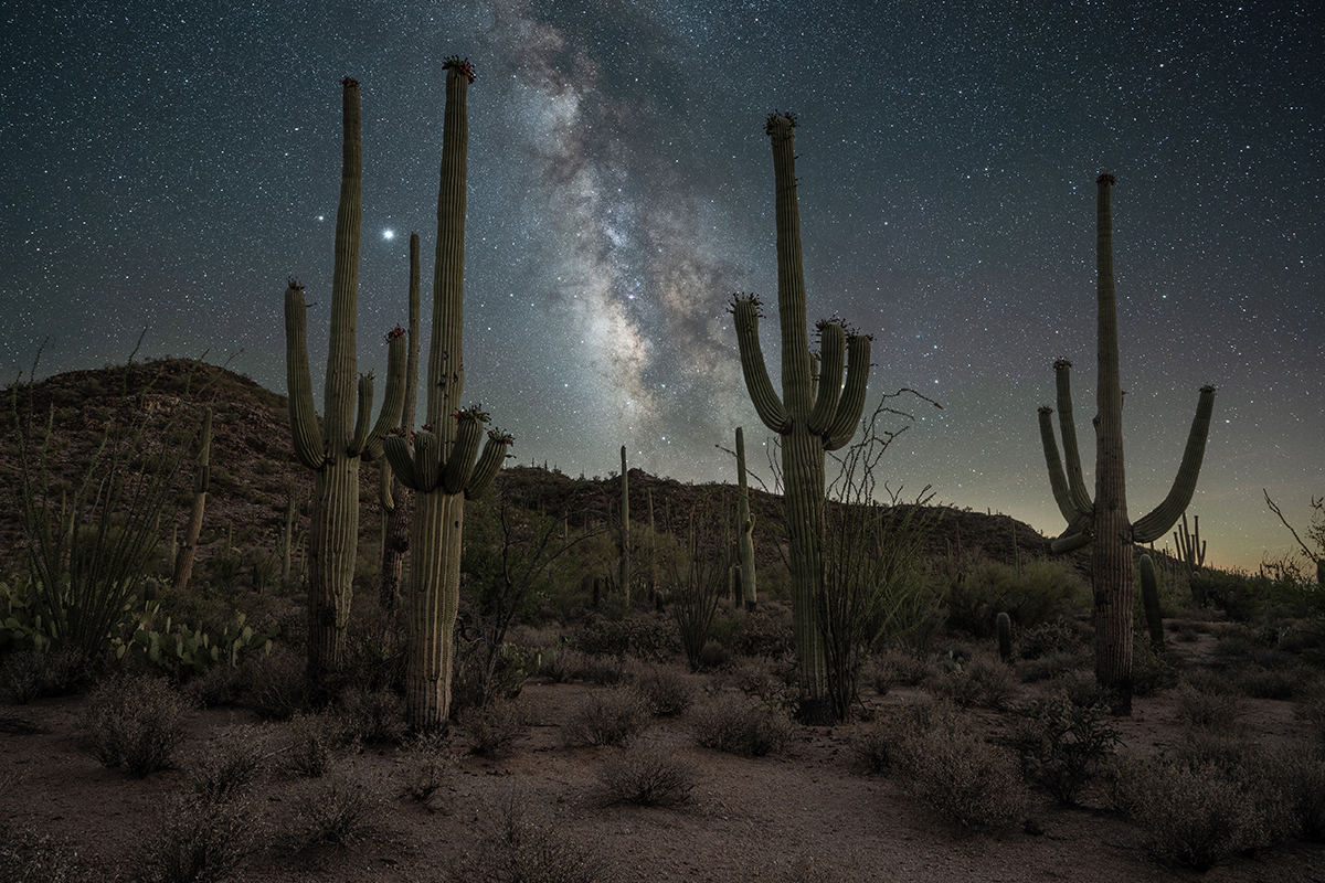 Saguaro National Park 6