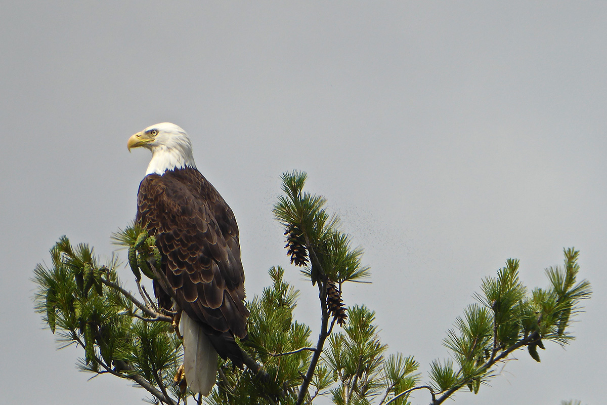 Voyageurs National Park 4