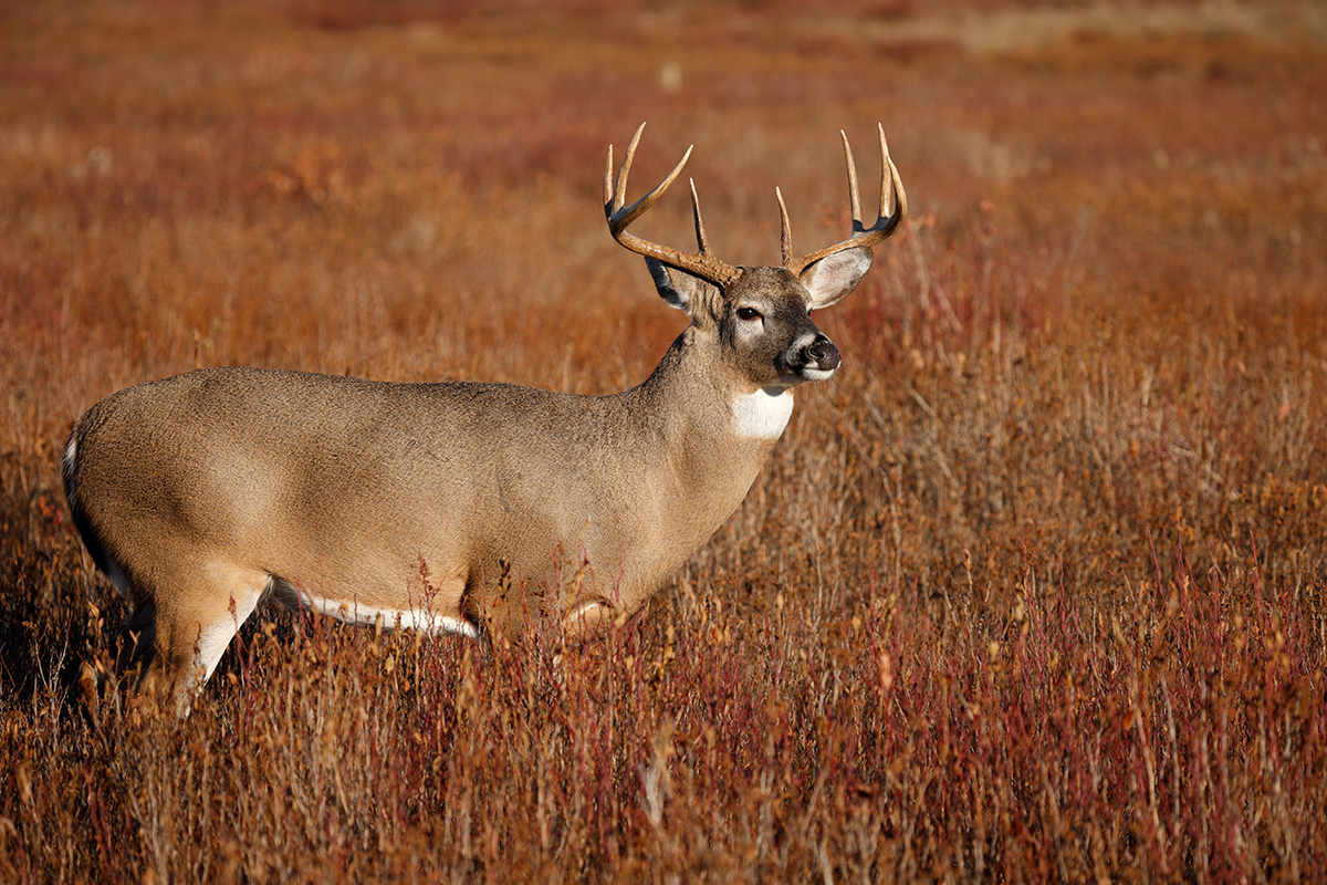 Best Things to Do in Shenandoah National Park  1