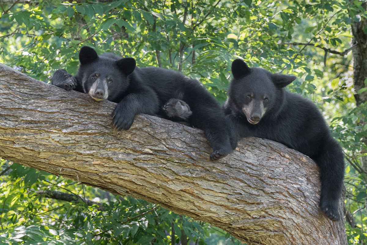 Best Things to Do in Shenandoah National Park  10