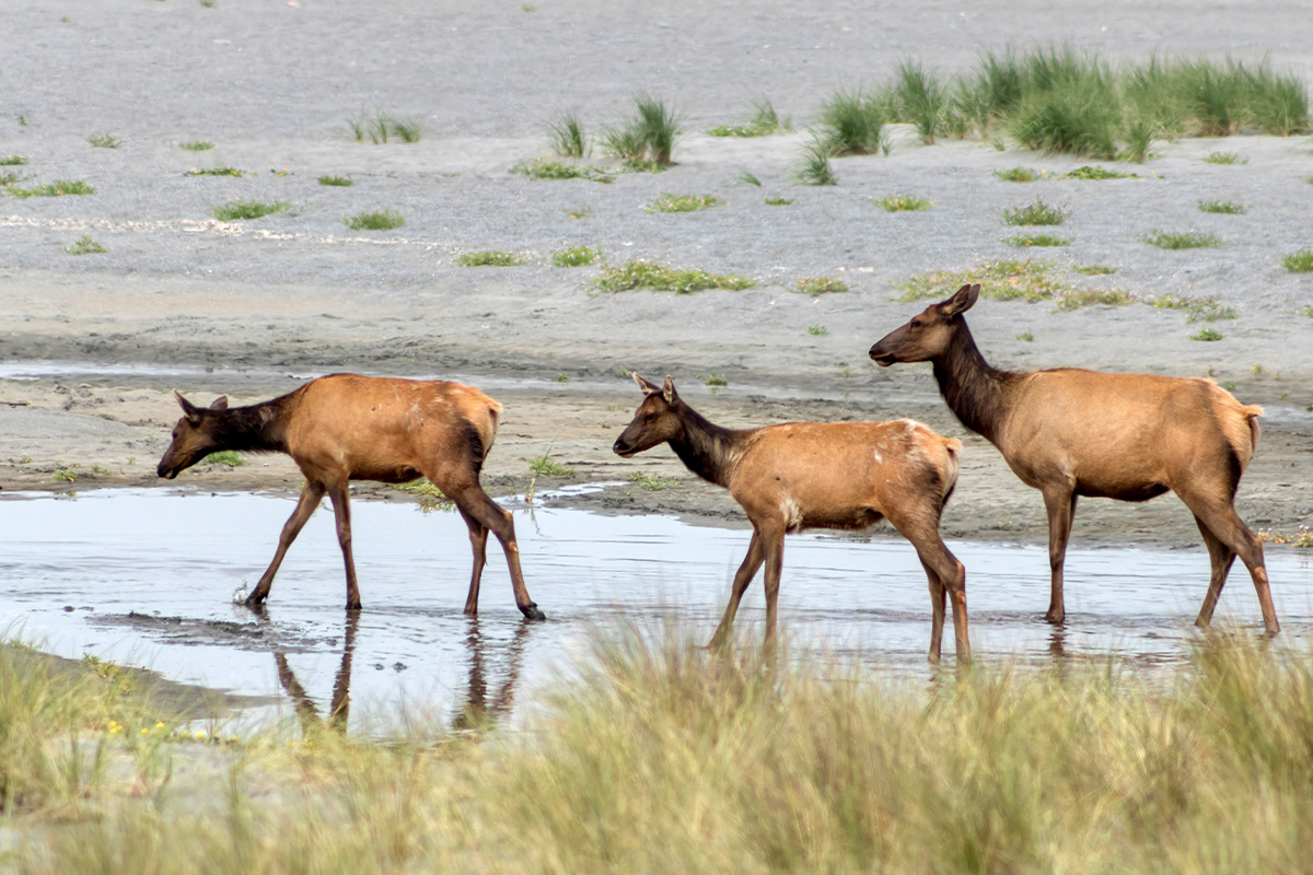 Things to Do in Redwood National Park 5