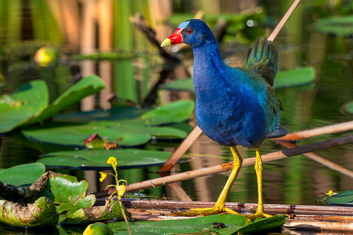 Things to Do in Everglades National Park 7