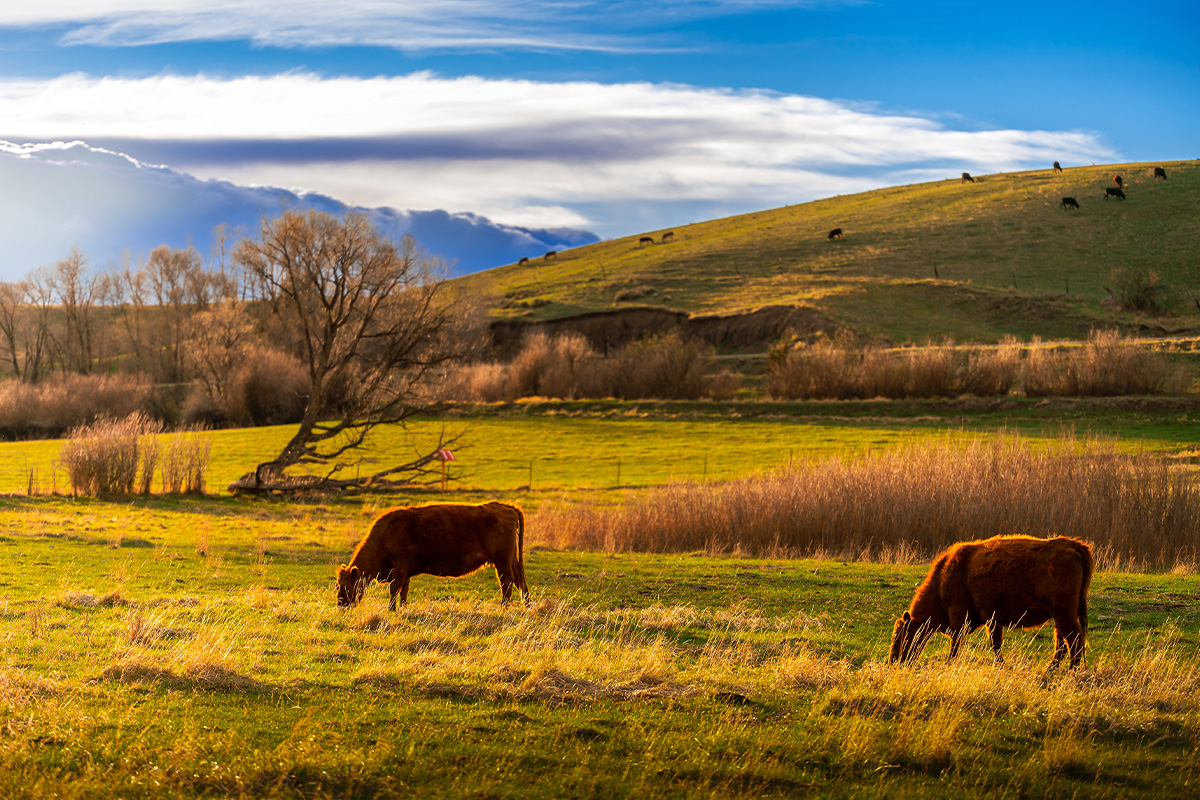 Planning the Perfect Family Vacation in Bozeman 8