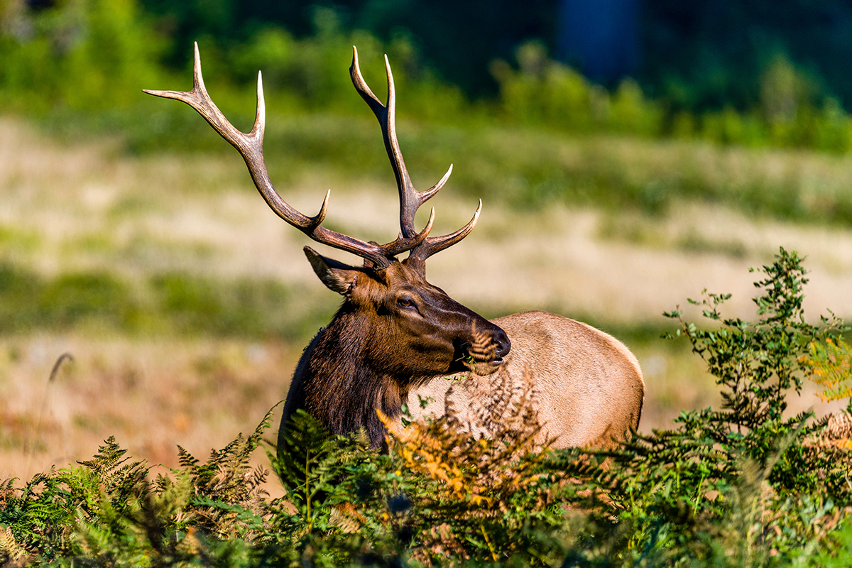 Best Hikes in Redwood National and State Parks 8