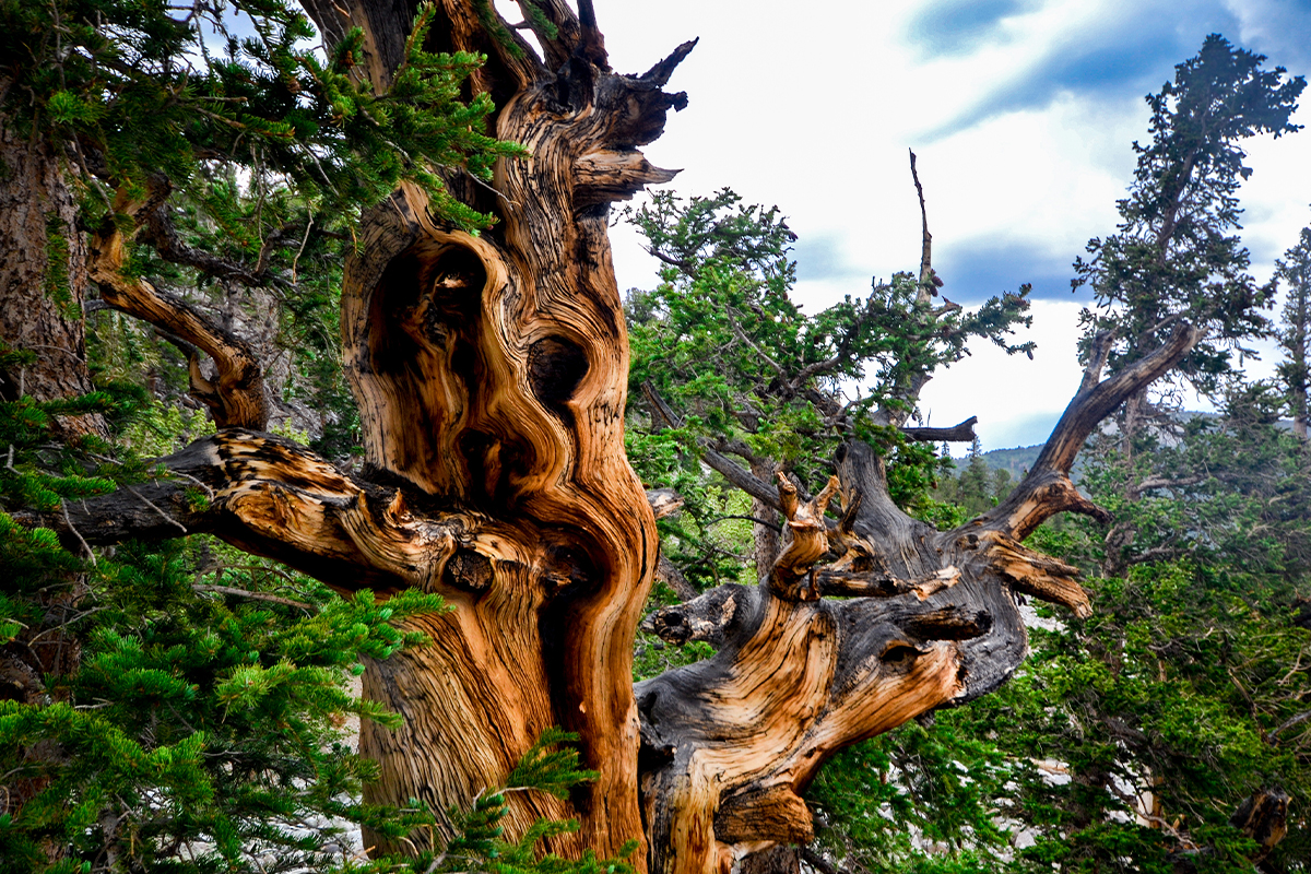 Best Things to Do in Great Basin National Park 5