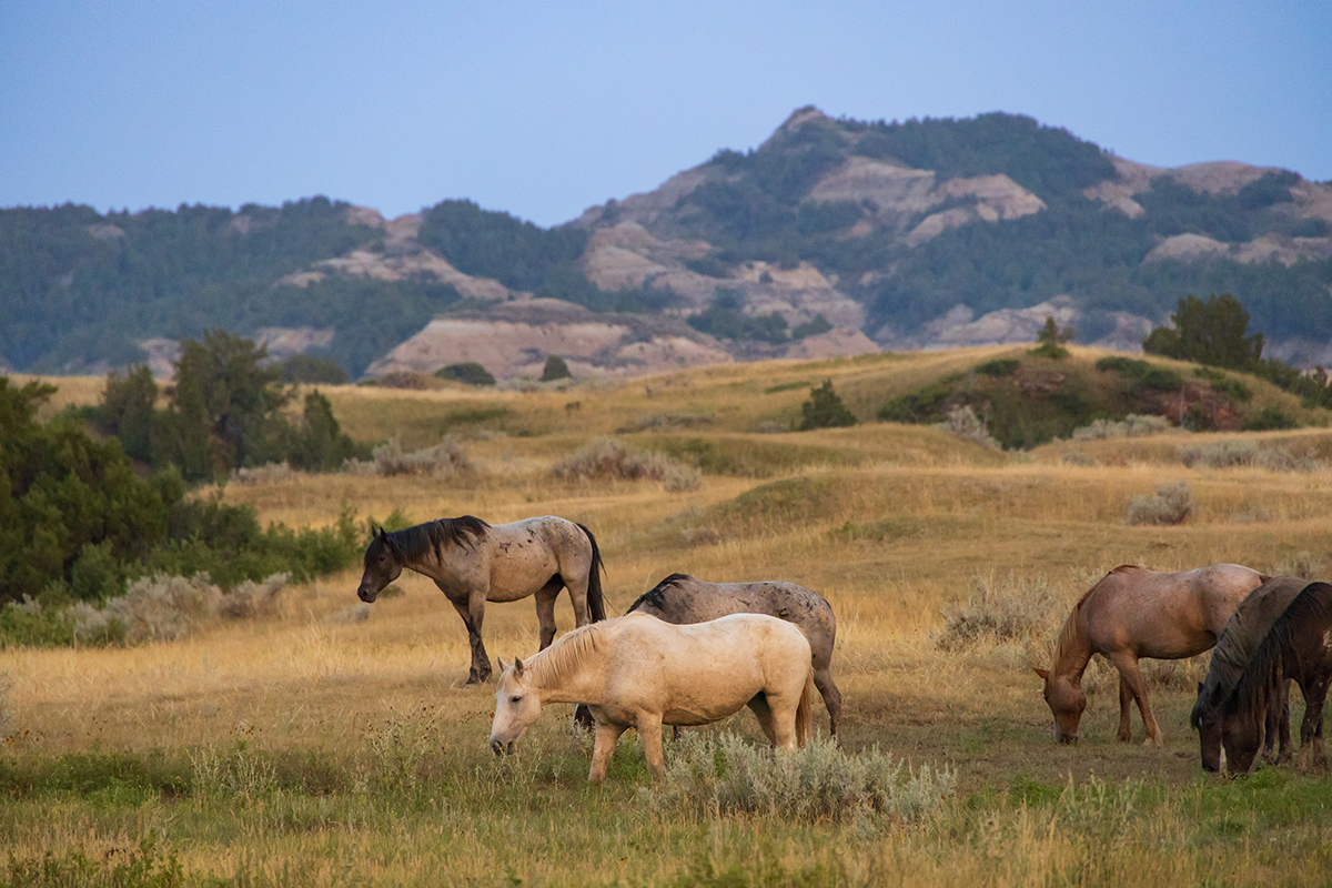 Best Things to Do in Theodore Roosevelt National Park6