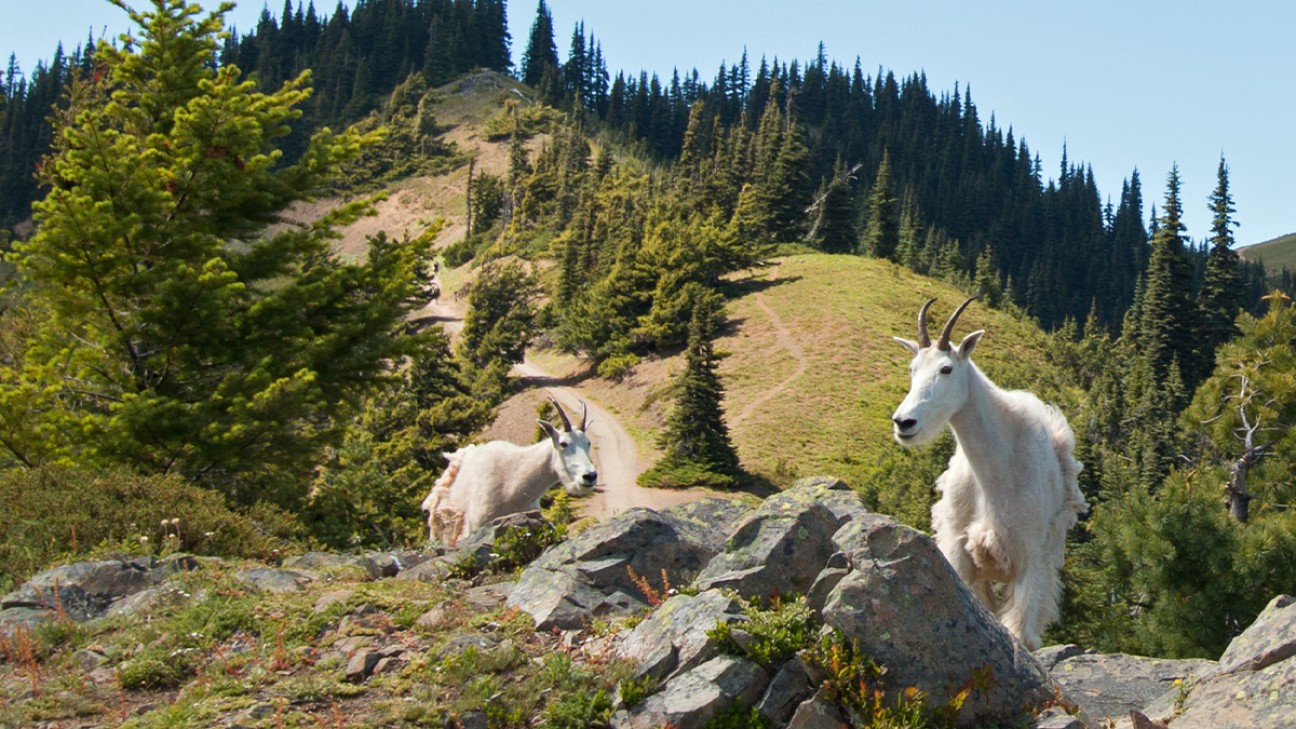 Olympic National Park Guide - Top Attractions & Tips FI