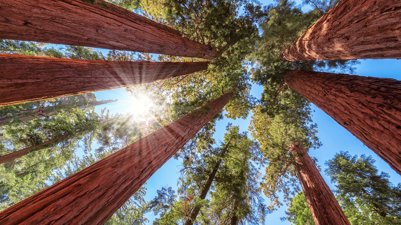 Sequoia National Park FI