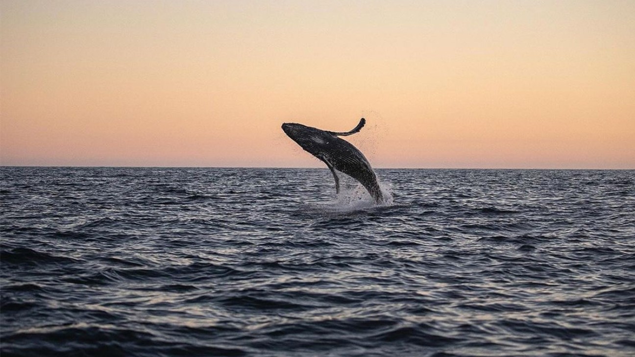 A whale breaching out of the water at Baja California