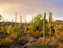 Saguaro National Park FI