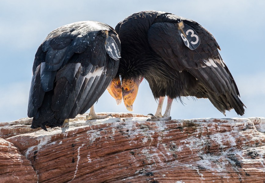 Romance of Navajo Bridge  Two Condors 68 3