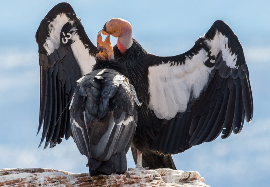 Romance of Navajo Bridge  Two Condors 68 2