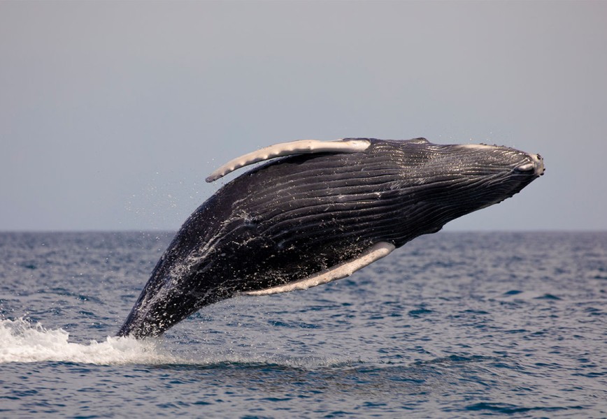 Baja Blue Whale 2