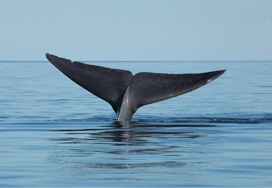 Baja Blue Whale 3