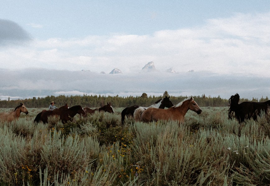 Reining in a Passions - Horses on a prairie 