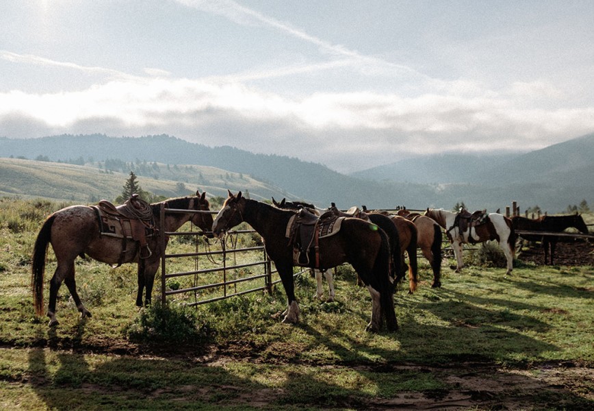 Reining in a Passions - Horses feeding on a prairie