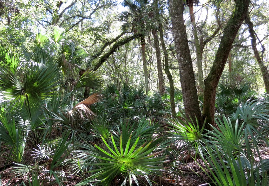 The rich biodiversity of the Florida Trail - one of the most popular hiking trails in the US