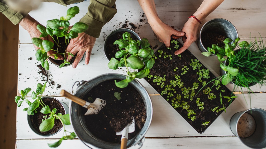 How To Grow Herbs Indoors at Home: Easy Tips for Basil, Mint and More fi