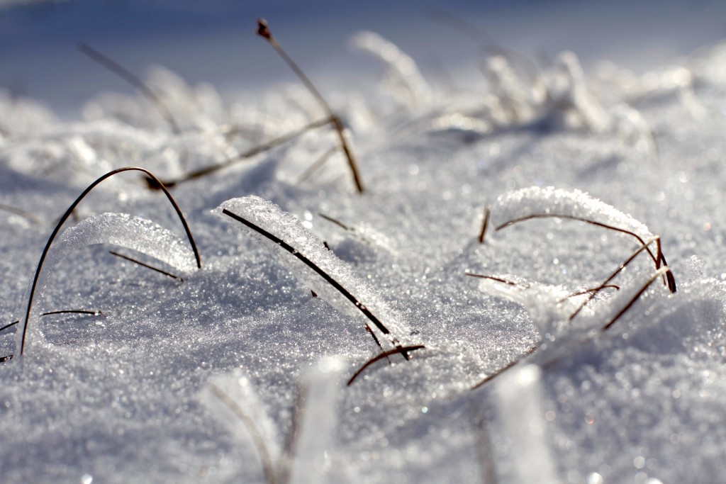 Helvellyn_Grass