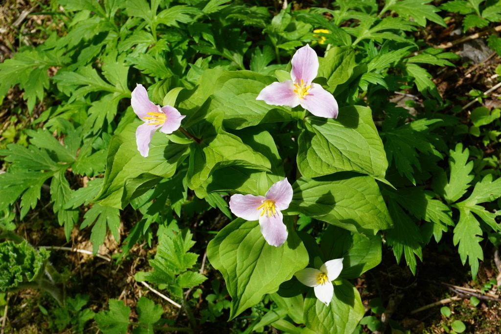 Trillium_PetesCreek