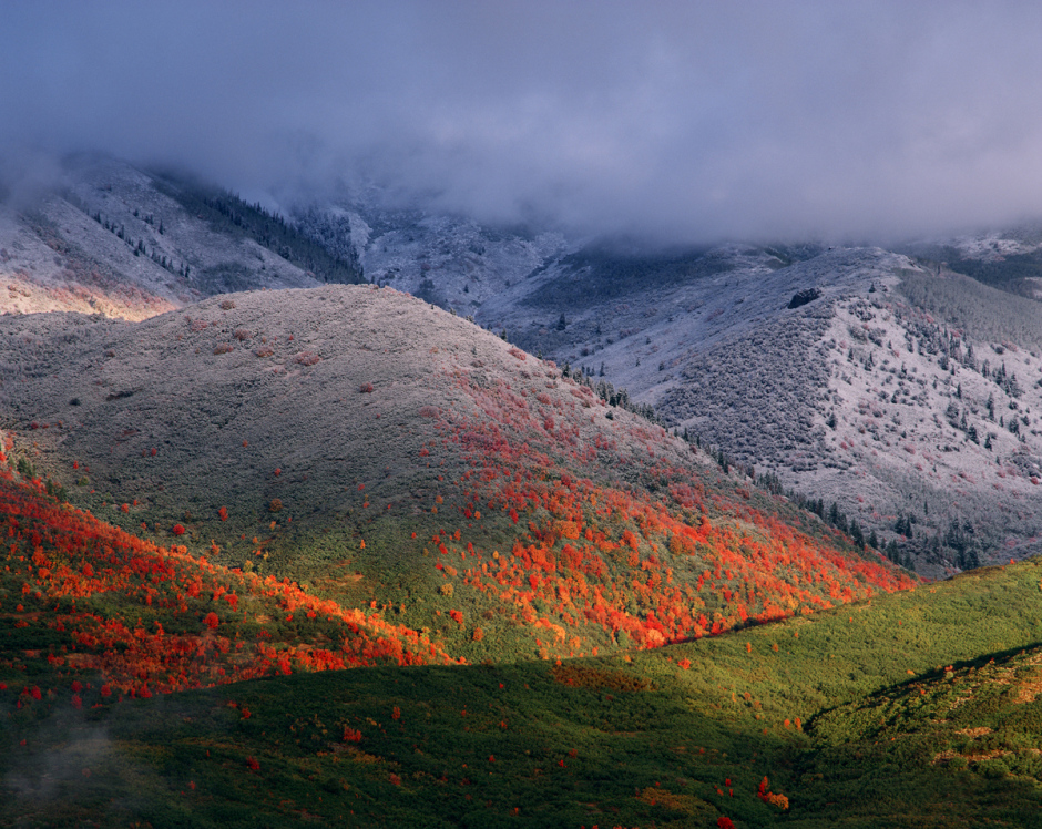 A breathtaking image of a hillside capreted with red flowers, clouds cover the top