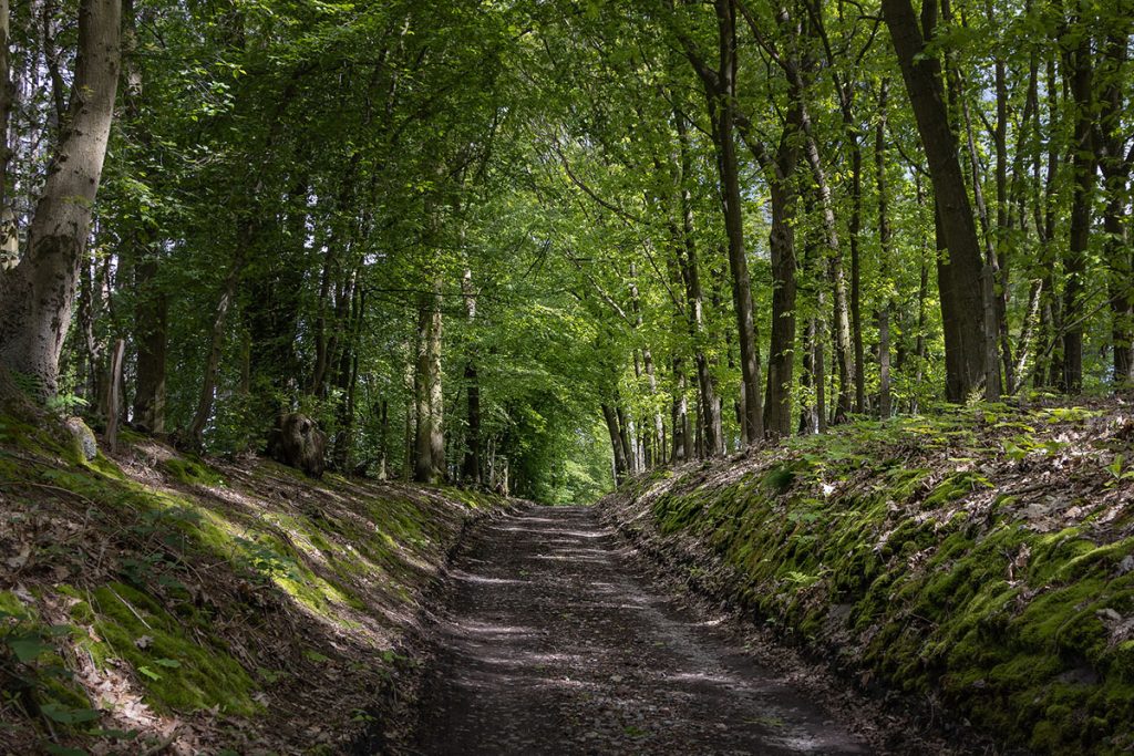 Waterloo path thru the woods