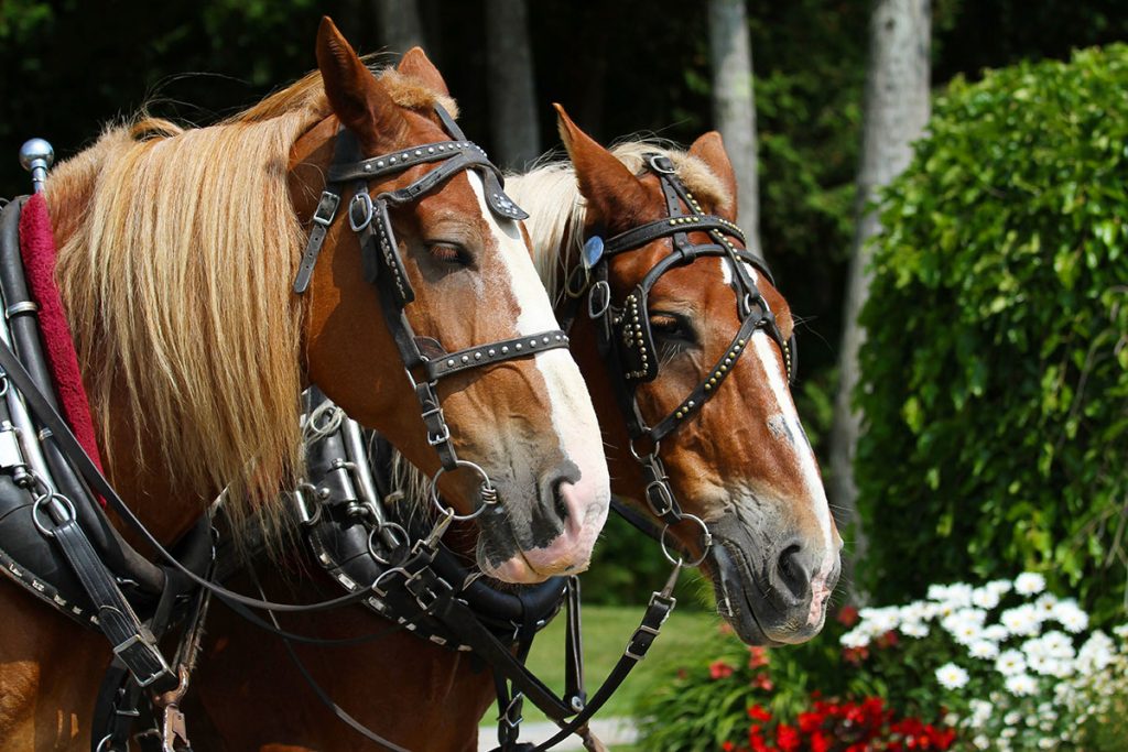 Two Brown Horses