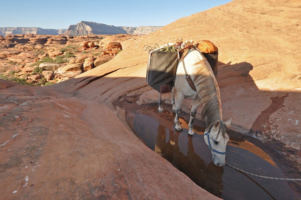 White Horse Drinking Water in  Kanab Creek Wilderness