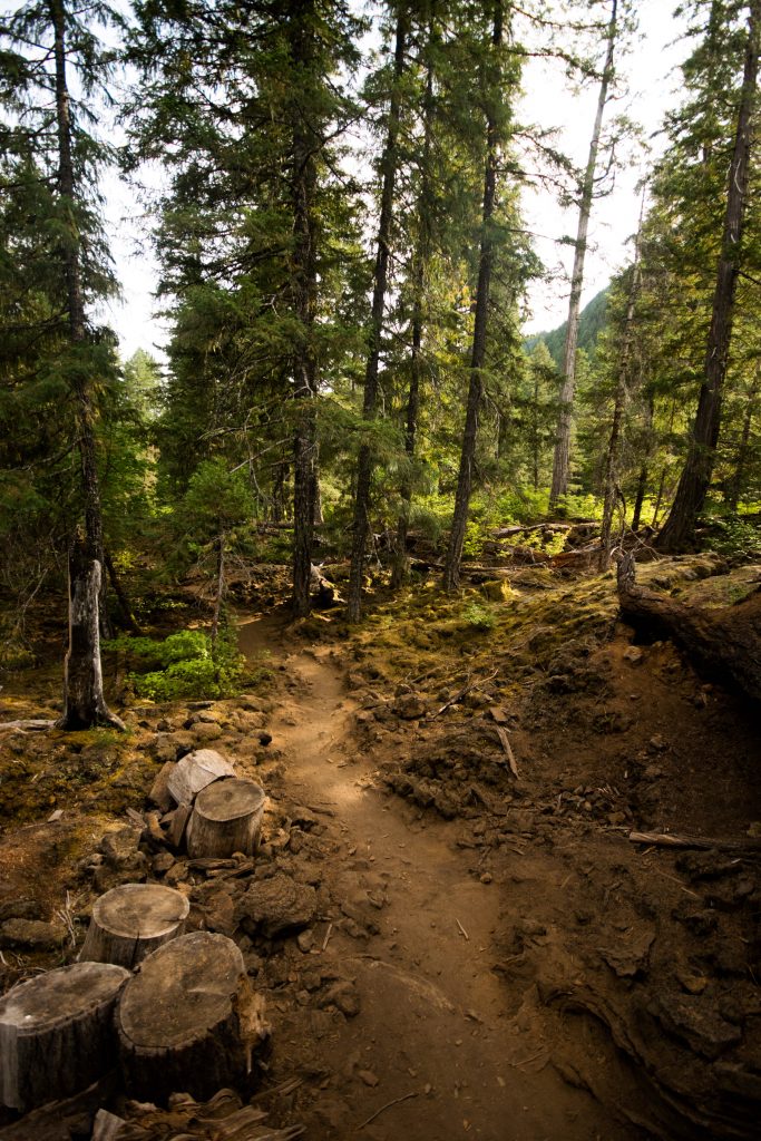 A beaten hiking trail in a forest, daytime