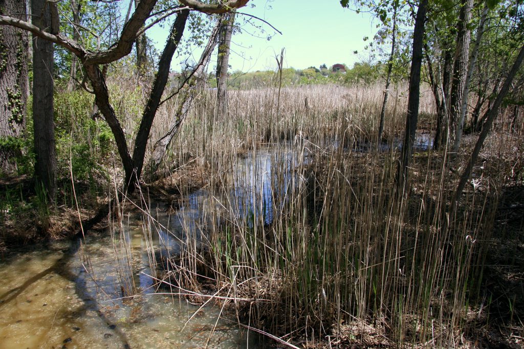 Alley Pond Environmental Center