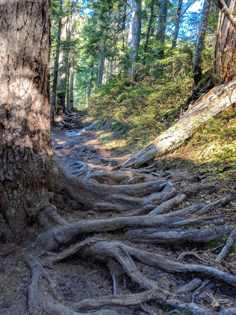 BearheadMountainTrail Roots