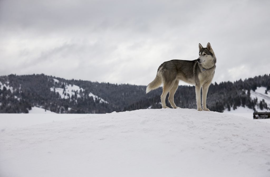 Dog standing on snow with pine forest in the background.