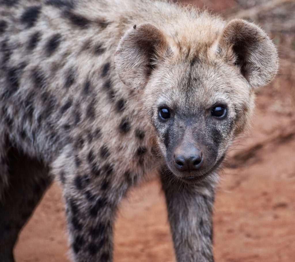 Prina Hyena