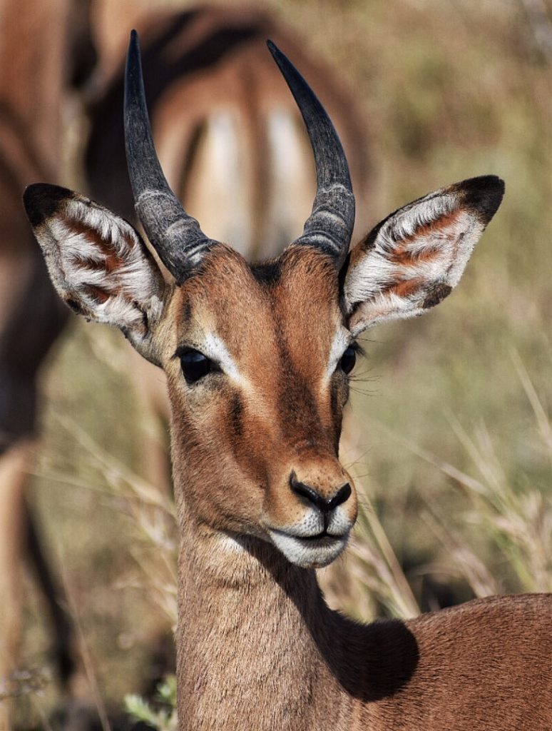 Prina Impala