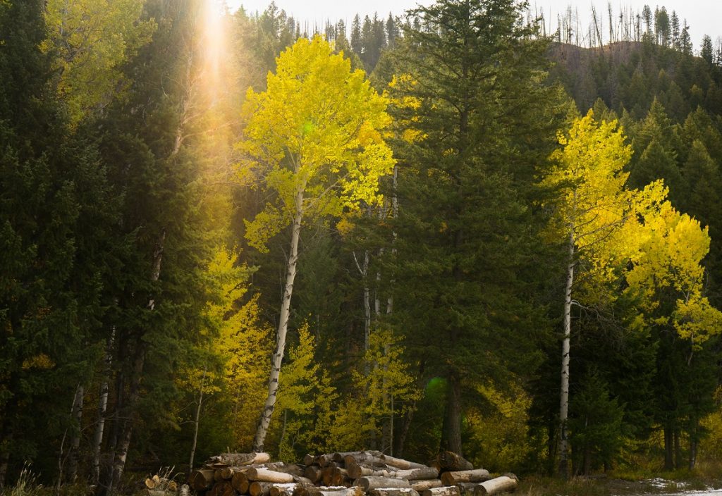 Bearanoid article image - Daytime in a forest.