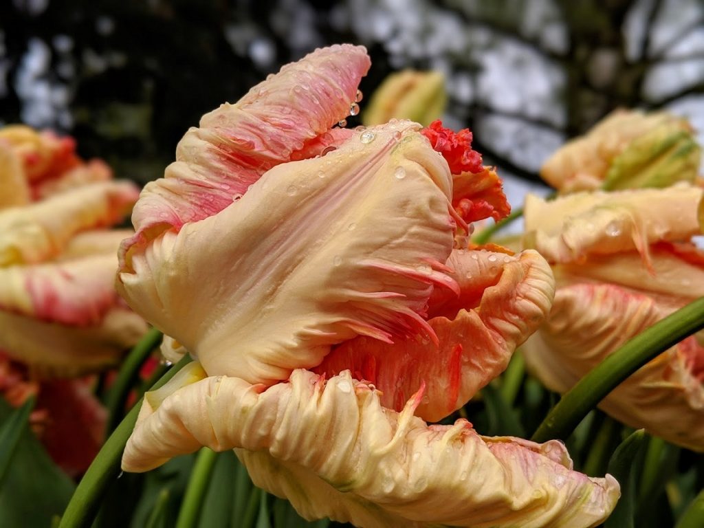 PeachTulip Closeup