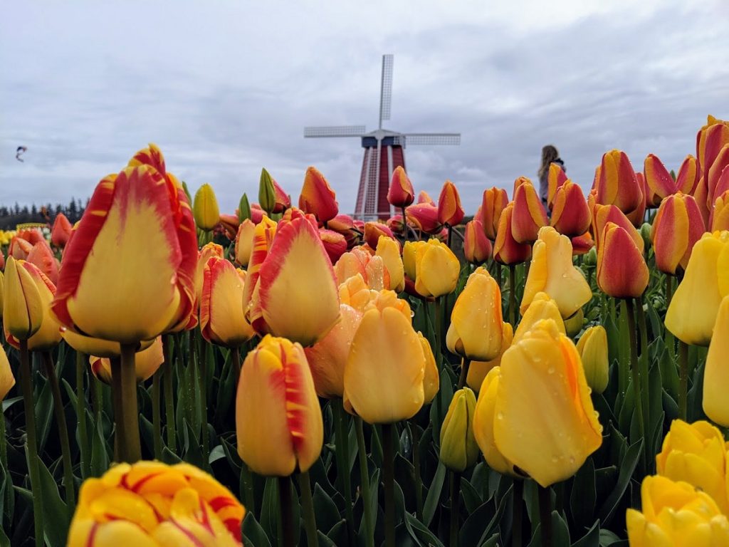 TulipsWindmill