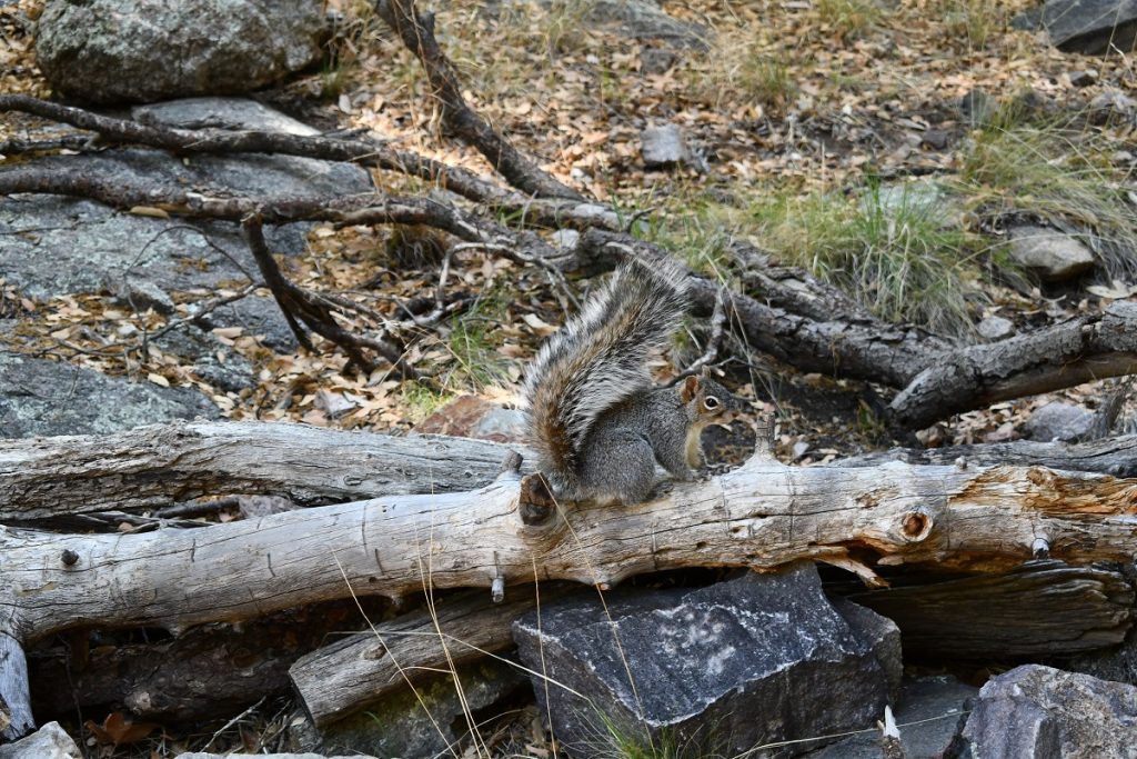 RamseyCanyon Squirrel