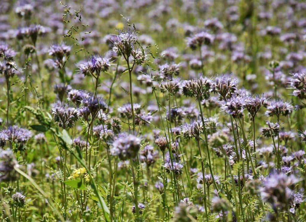 Latvia Wildflowers