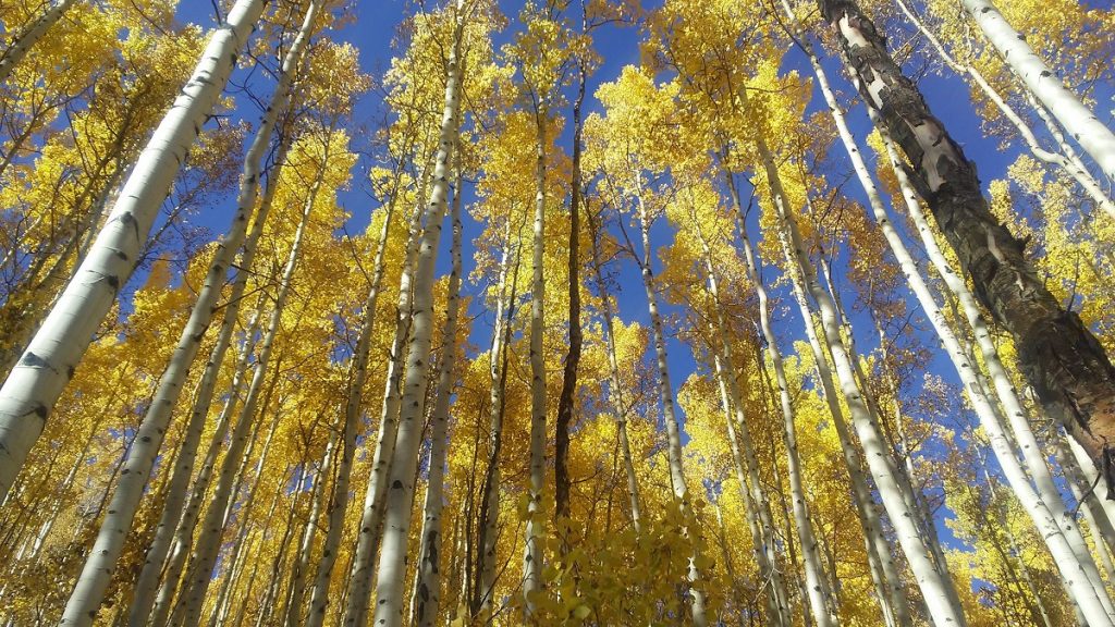 Aspens