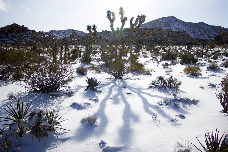 Barker Dam by Joshua Tree National Park