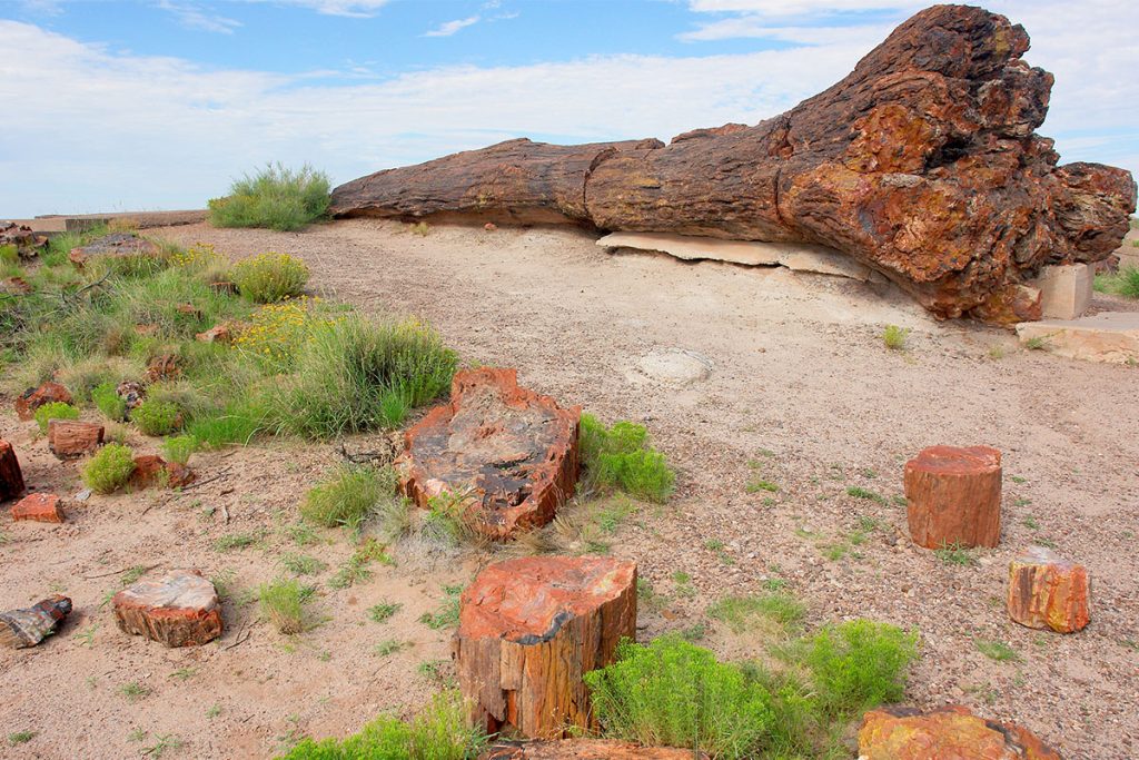 large deposits of petrified wood