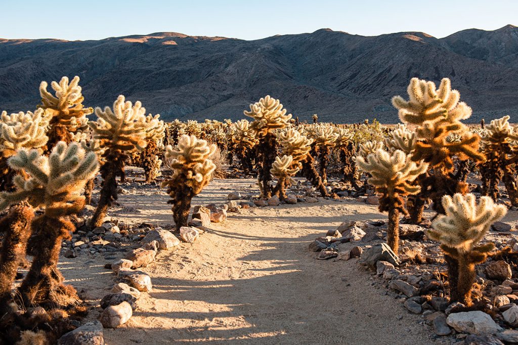  a sandy path lined with rocks is surrounded by spine covered plants, illuminated by the sun