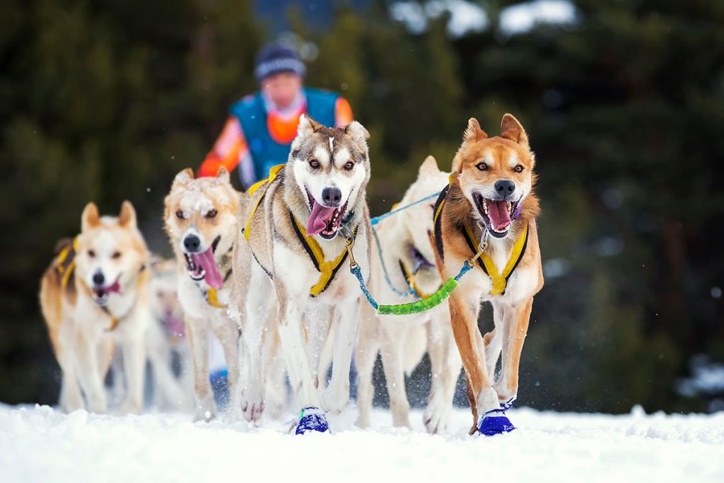 Dog Slleding Race, Dogs Running Towards Camera