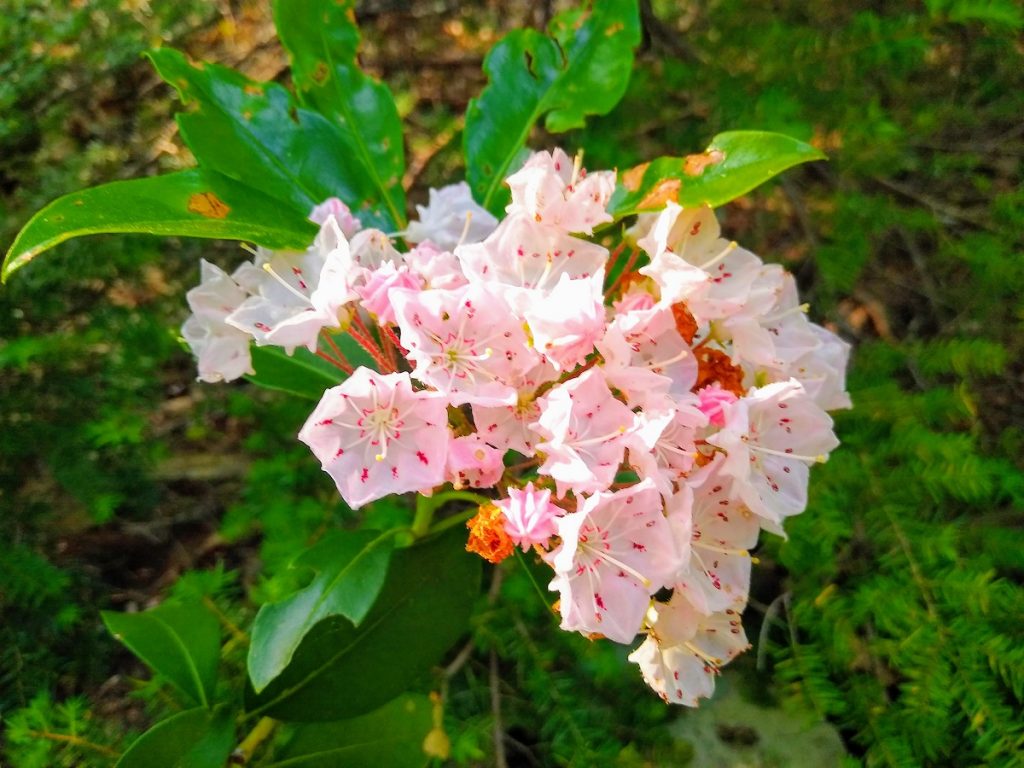 MountainLaurel