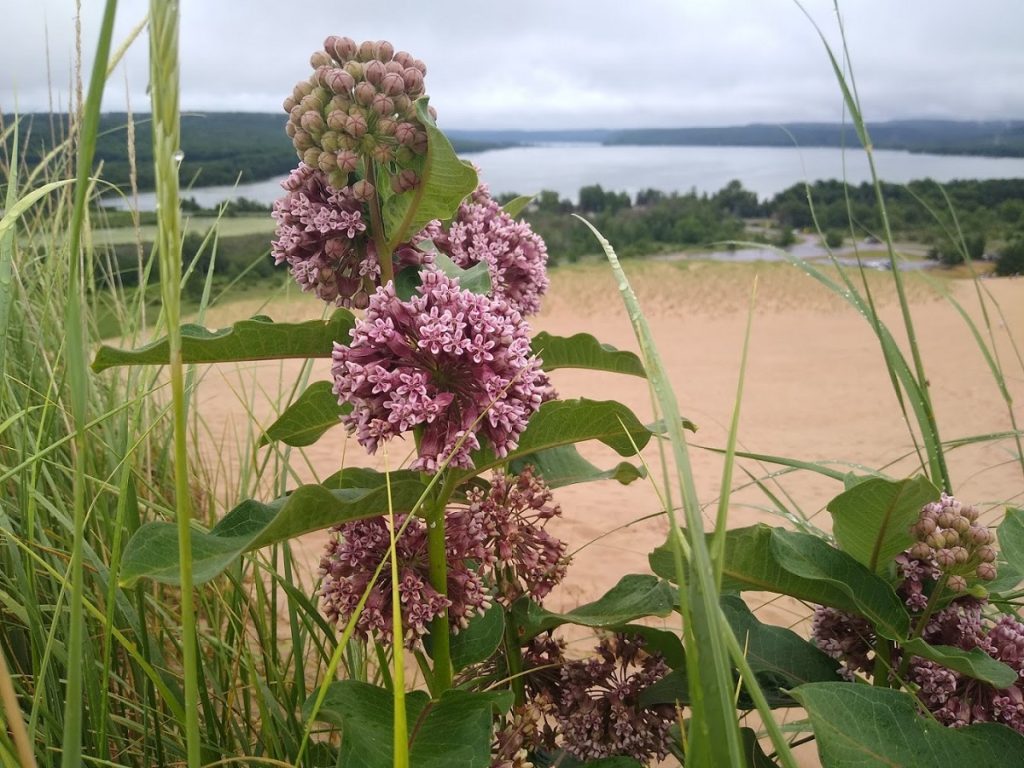 DuneClimbFlowers